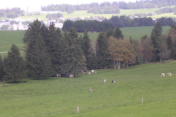 hundelerferien_002.jpg